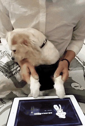 |搞笑GIF: 你们可要为我作证 是那个妹子自己撞过来的