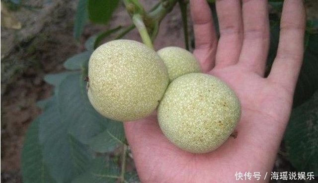 農(nóng)村爛在地里沒人吃的野果,城里人卻當(dāng)成寶,有的直呼買不起