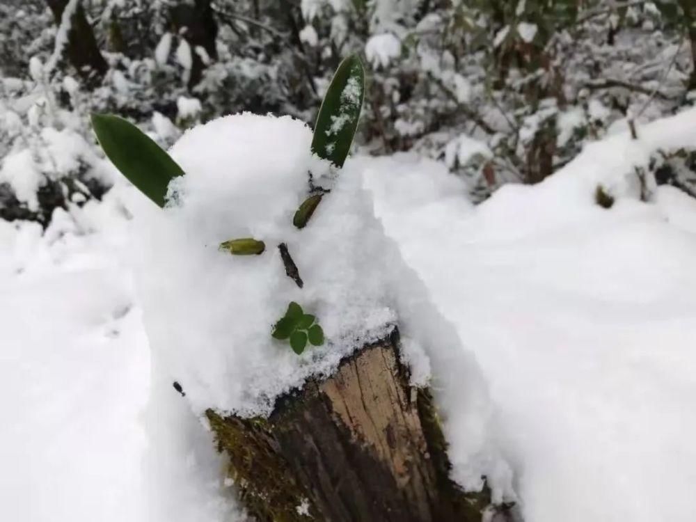 灵山|一下雪,灵山美出了新境界!