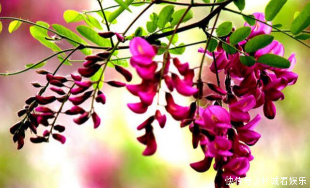 世界上最妖冶的花,外表漂亮惹人喜爱,却也是世界上最毒的花