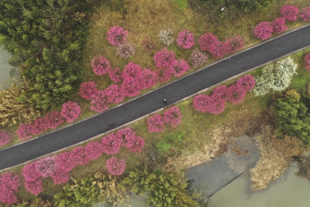 赏梅|（美丽中国）西溪探梅