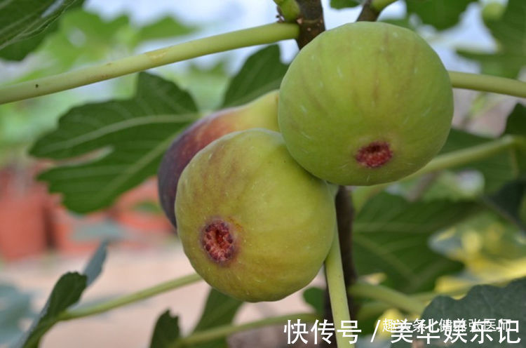 滋阴|人到中年想长寿,3种食物换着吃,排毒养颜,增强体质,滋阴润肺