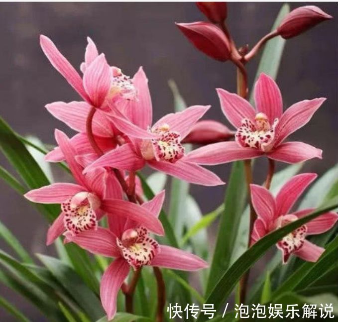 新手喜欢养护花卉，就选5种花卉，花色漂亮美丽，给家中带来幸福