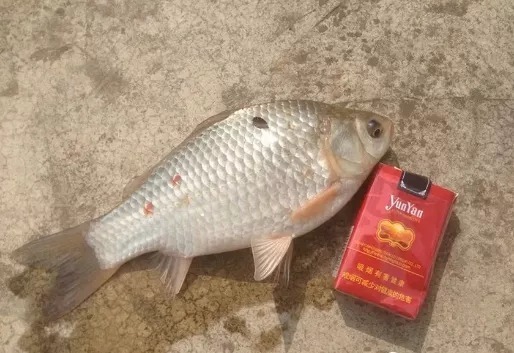 秋天钓鲫鱼,大板鲫就藏在这8种地方,找准了保你钓得爽歪歪