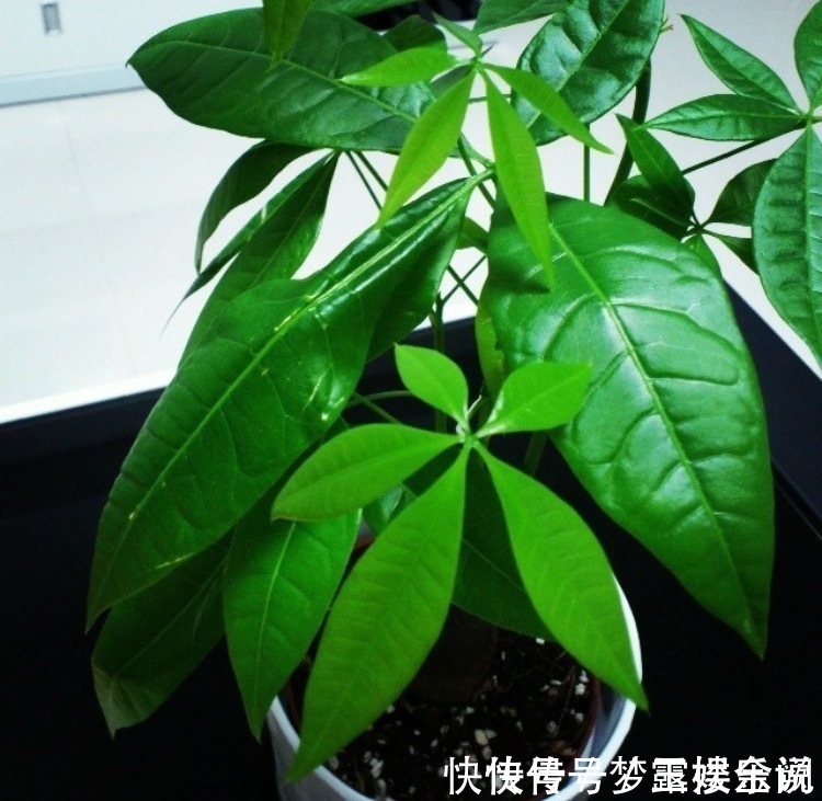 沙漠玫瑰|家里养6种花,把水浇得勤快了,容易烂根、黄叶,需要当心