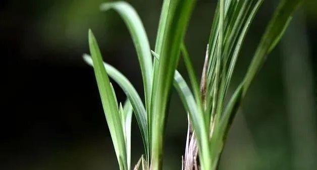 养好兰花的口诀，书本上学不到的经验，喜欢就收藏吧