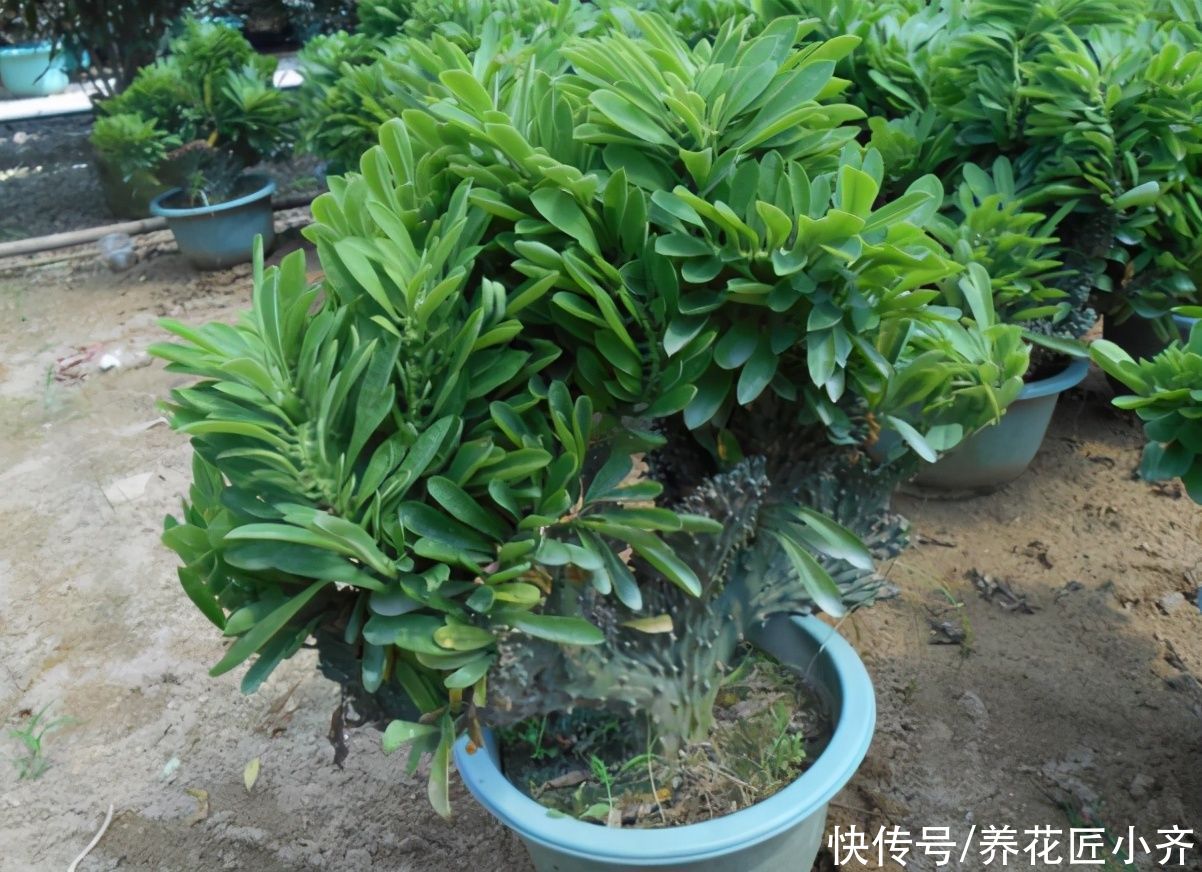 仙人球|威武霸气的3种花，少水少肥伺候它，可以养成“传家宝”