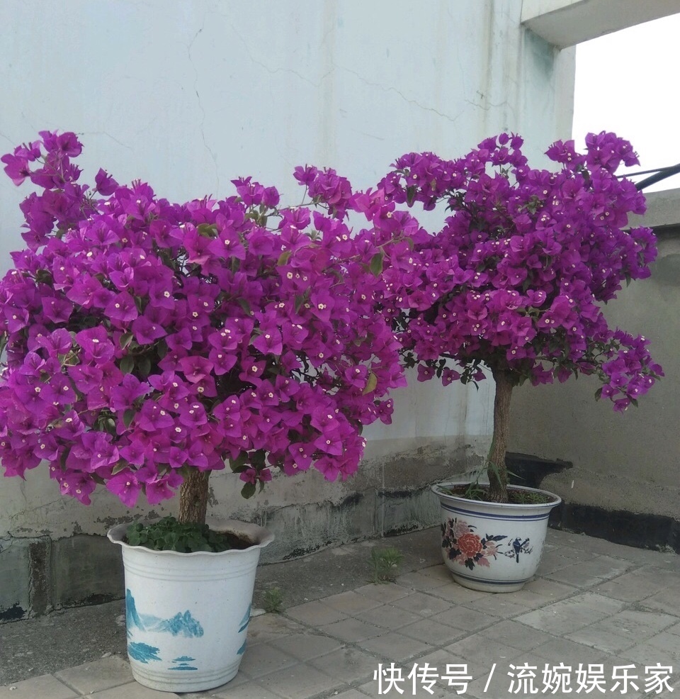 爆盆|喜欢三角梅“花朵爆盆”,首选8个品种,养护记住4个“小技巧”