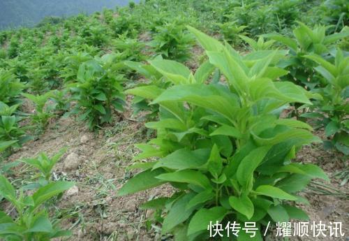 野生|这植物的根酷似“人参”，以前农家人总是砍除它，殊不知价值极高