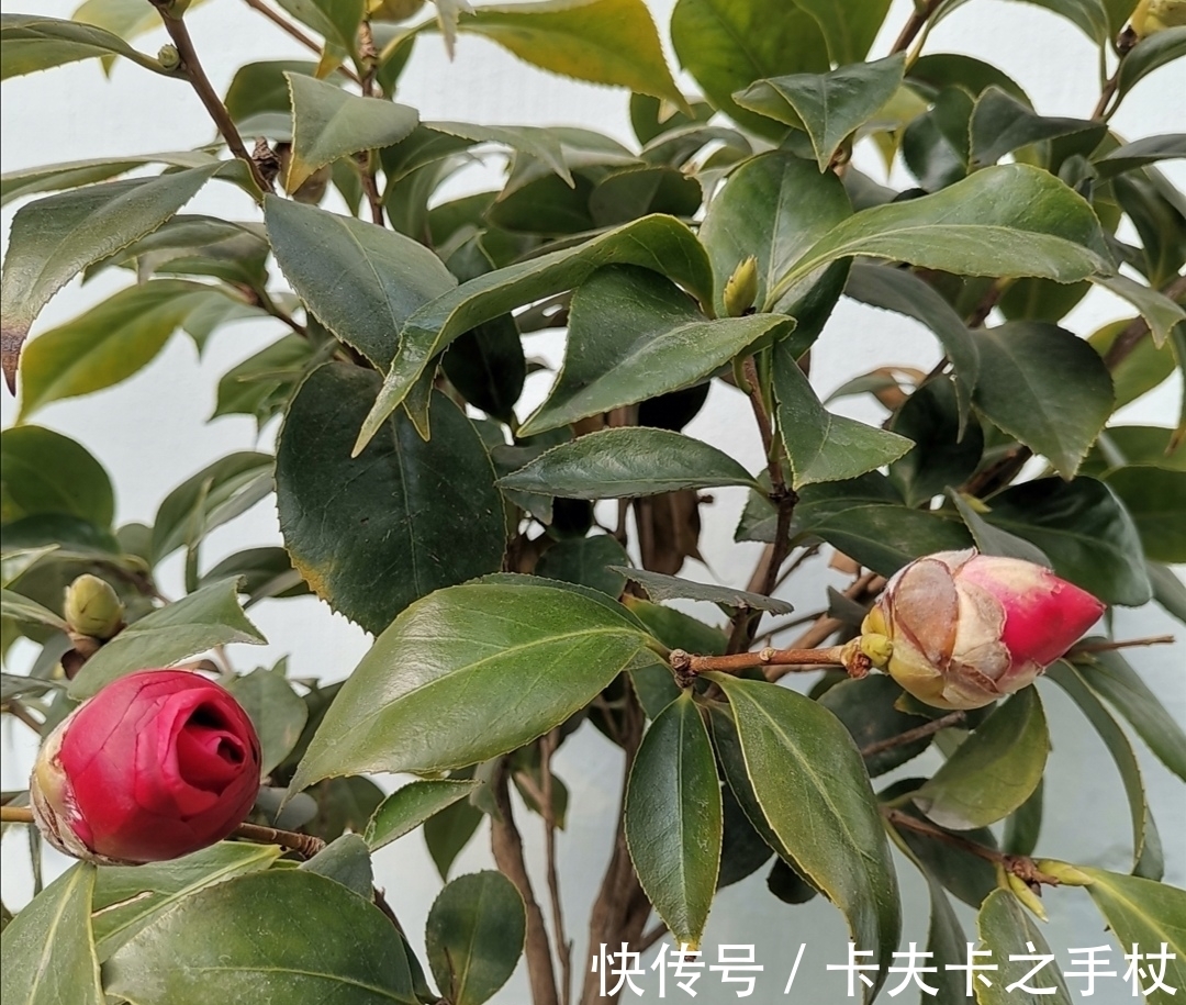 这3种公认难养的花,想要养好也不难,先满足它们这个“喜好”