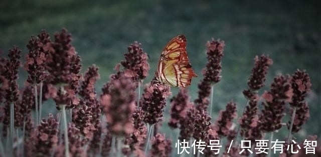 韶华|7月，以梦为马，不负韶华，回首旧爱，前缘未了，执手走遍天涯