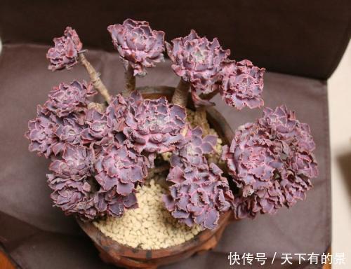叶片|20款高贵梦幻紫色多肉,养一盆“紫气东来”,总有一款是你喜欢的