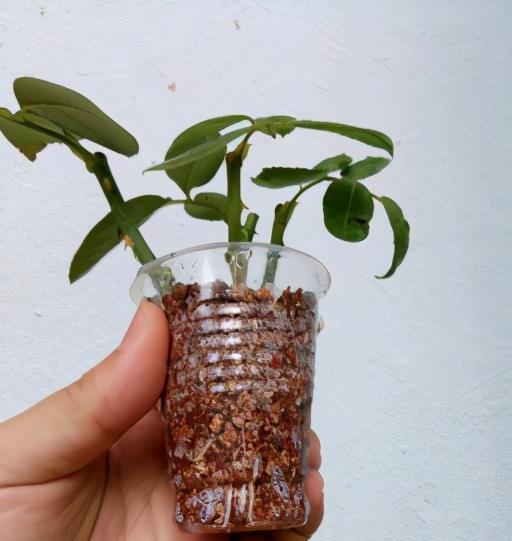 生根|扦插老失败?2个万能扦插法,插一根活一盆,简直太简单