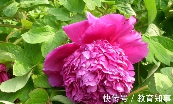 中国十大名花,代表着中国的精神文化内蕴,你都了解吗