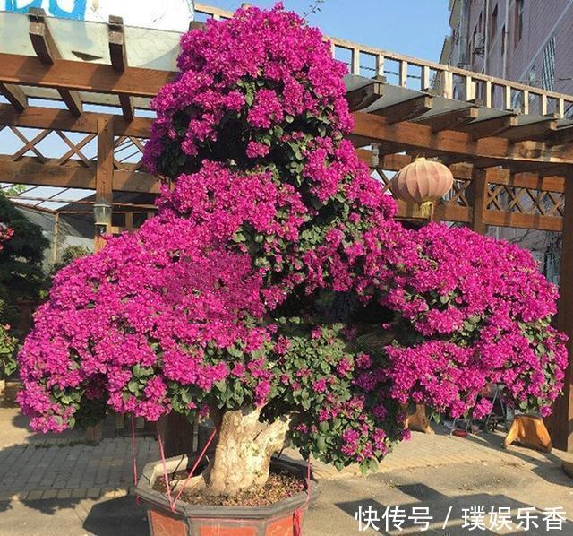 三角梅开花越来越少，是“它”在作怪，盆里撒1把粪，下次开爆盆