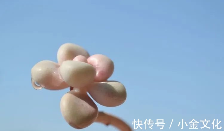 以阳光为滤镜,蓝天为背景,期待拥抱春天,拥抱自然!