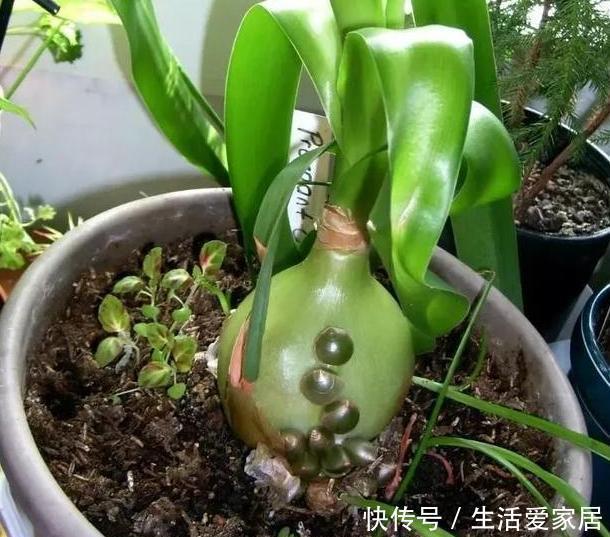 浇水|养花高手盆栽花草存在这3坏习惯要趁早改，迟了植物就遭殃