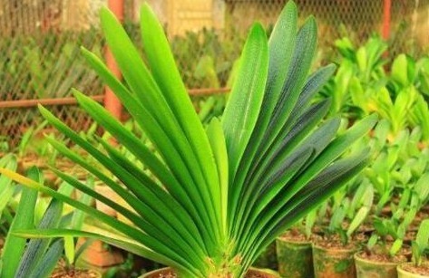 她用一斤“芝麻”把君子兰养得如“杂草”，叶、花“窜”不停！