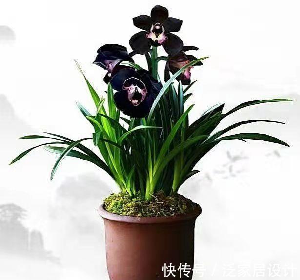 叶片|少见的黑紫色兰花：墨雪姬，花香浓郁，叶片常青，几乎零缺点