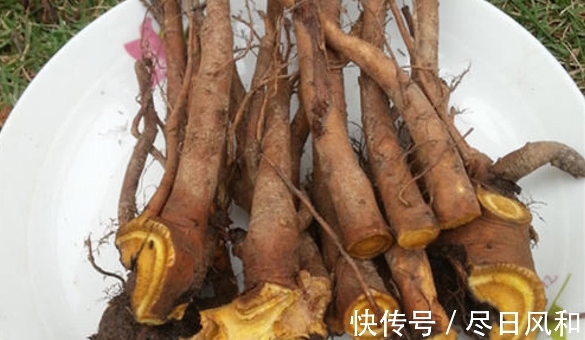 药用价值|一种长得像“菠菜”的野草,真名虽然土,但是药用价值很高