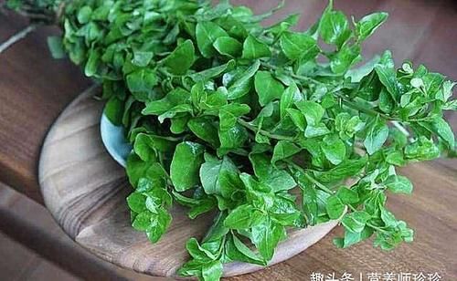 春天吃野菜，春芽最好吃，7种树上的春芽，好吃又营养，你可吃过