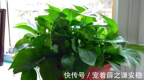 家里养盆绿植物,空气清新没异味,皮实好养长满盆,适合新手!