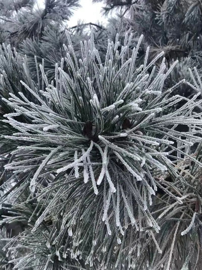 金银木|今年初雪落满山东，齐鲁雪乡首现雾凇！