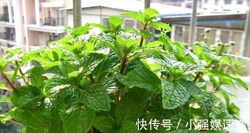 长春花|4种花,现在养一盆正当时,不怕晒不怕热,越晒开花越漂亮