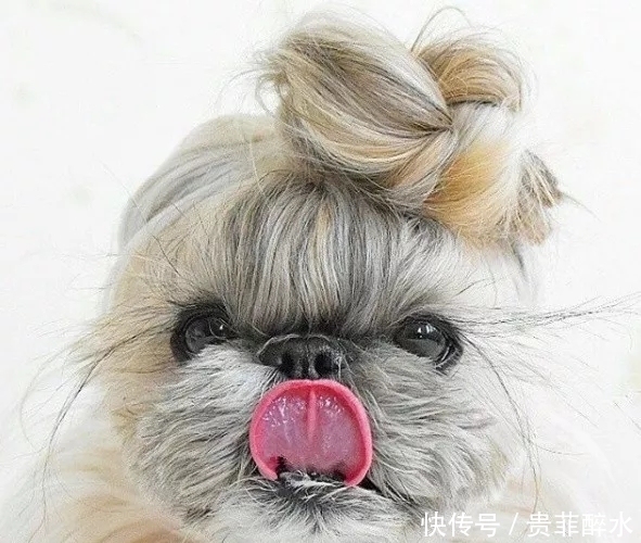太可怕了，我的发型还没有一条狗好看！