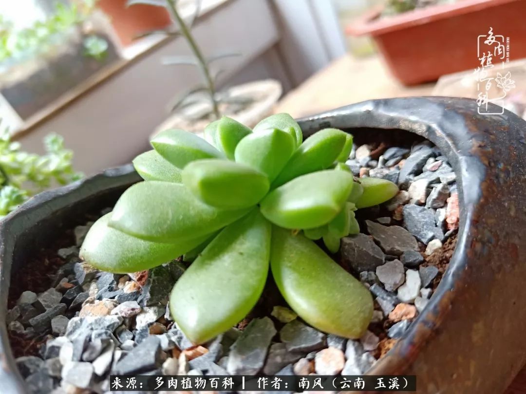 从小喜欢绿植,后来遇见多肉,情不知所起,那就再接再厉!