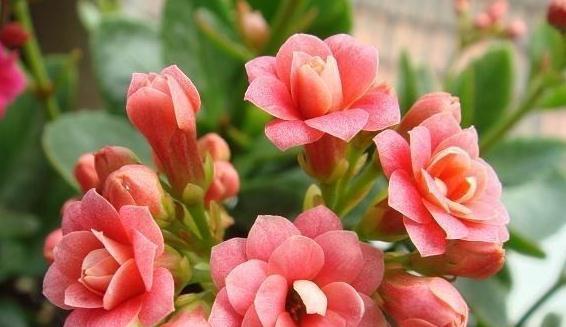 家里养3种花,剪个枝插盆里,生根快易成活,来年疯长不停