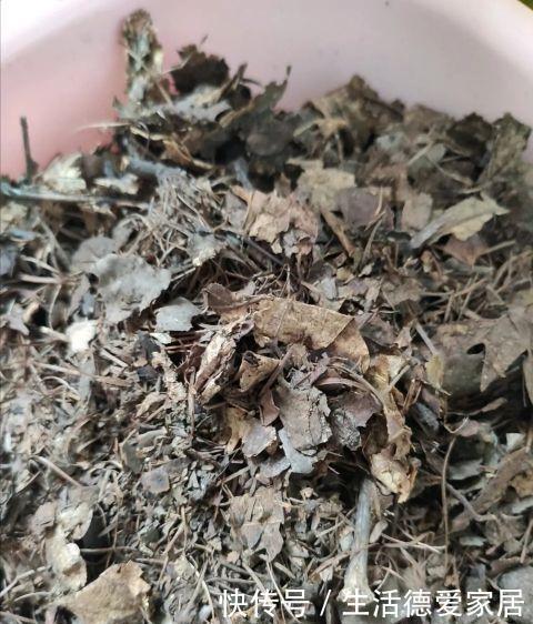 腐叶土|养君子兰,有二多一少,赶紧收入囊中,年底开花娇艳出众