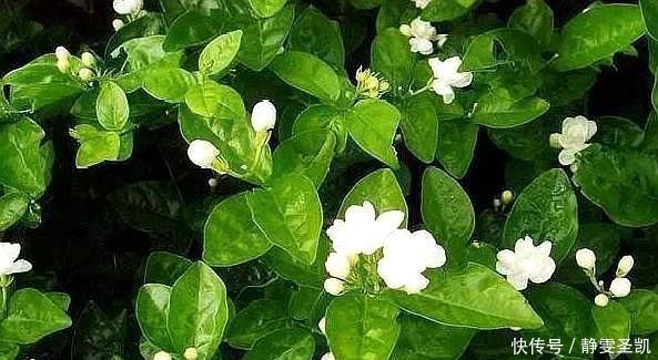 漂亮|茉莉花刚萌芽,做好这些事,株型变漂亮,新芽出的多,开花一整年