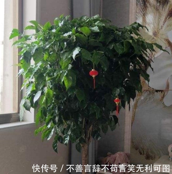 腐叶土|谁说家中只能养花，其实还能养“树”，颜色清爽宜人