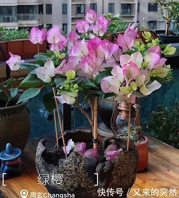 越冬|家里有这花，露养断水2个月，安全越冬50盆