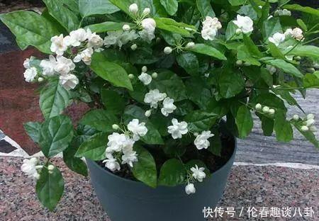 营养液|最厉害的养花营养液给茉莉花喝一勺,叶子翠绿,一盆开花100朵