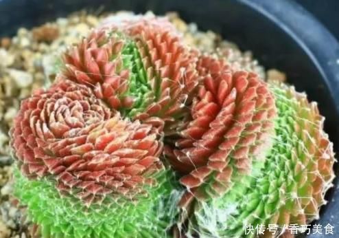 想要多肉变形教你4招缀化方法,第3种1周就能变成鸡冠头