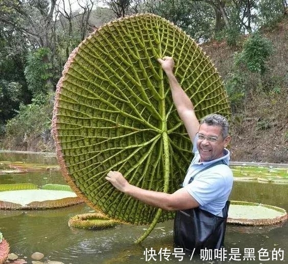 奇花|奇花、奇花、奇花、罕见奇花，赶快打开欣赏吧