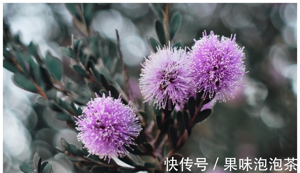 桃花|7月，正缘到来，旧情难离，坠入爱河，3生肖再续前缘，喜撞桃花