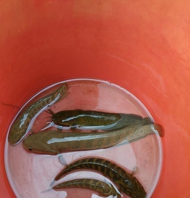 河道|贵州一河道涨水后七星鱼泛滥，钓鱼人：近两年才开始出现