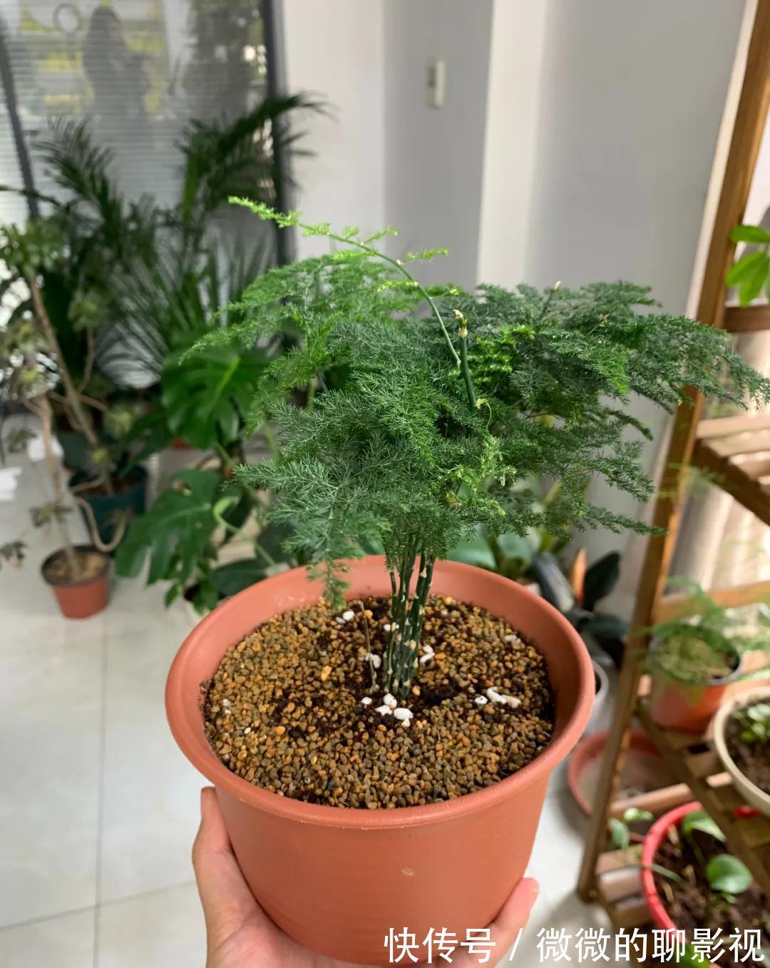 这5种花,越喷水,长得越好,叶子绿的能滴油