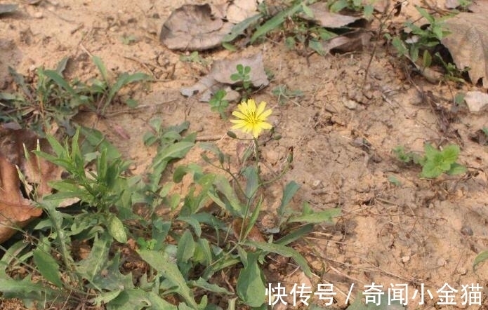苦菜性|农村这种杂草，城里当野菜，我们却不知价值珍贵，现有人抢着种