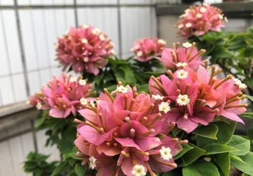 养三角梅,最容易犯的3个地方,才是导致不开花的关键原因