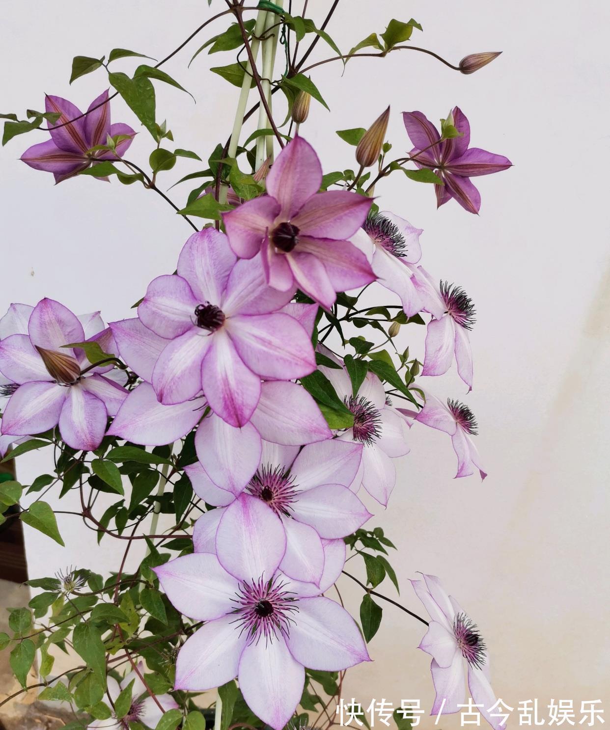 颜值|阳台还有位置,养棵“美好回忆”吧,颜值高,花期长,新手也能养