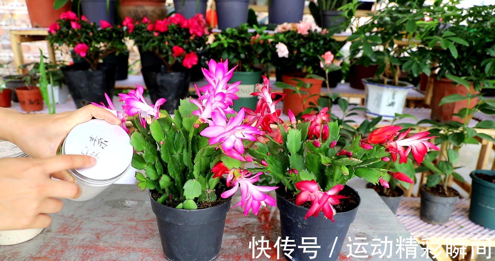 天冷需要多晒的“8种花”，有些还要“断粮少水”，不然熬不过冬