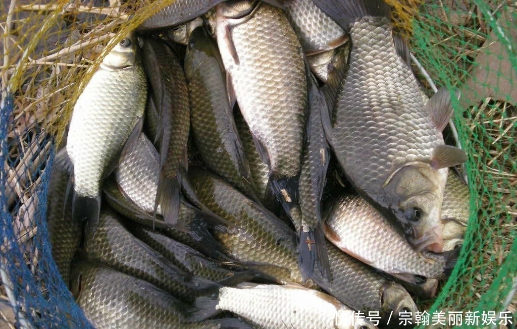 鲫鱼|钓鲫鱼，唯独这2种钓法“最狠”！