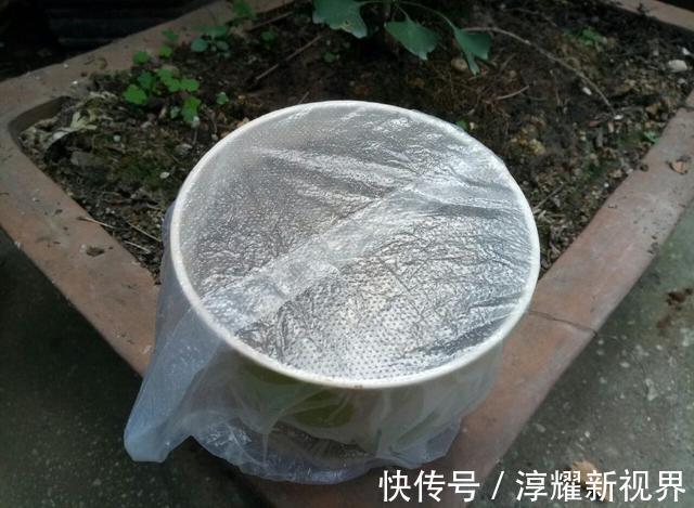 散光|不用再败家买小盆栽啦，吃过的柠檬简单处理下，一个月葱葱郁郁