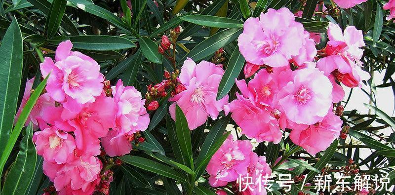 5种“毒花卉”,再漂亮也没用,家有孩子慎养,赶快丢到外面去