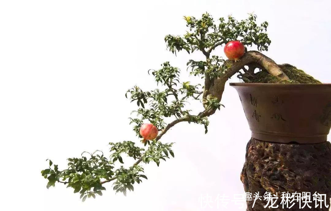 台友|你家盆景石榴不开花、不结果别急,一把剪刀就能解决!