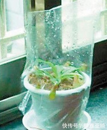 小白根|三角梅、蟹爪兰生根慢,只需套上“塑料袋”,15天能长出小白根